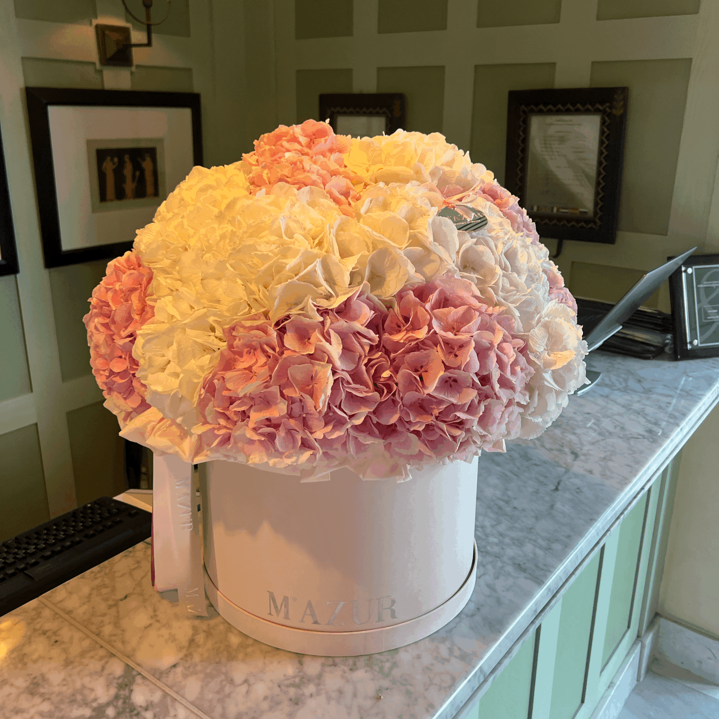 22 hydrangeas mix in a box
