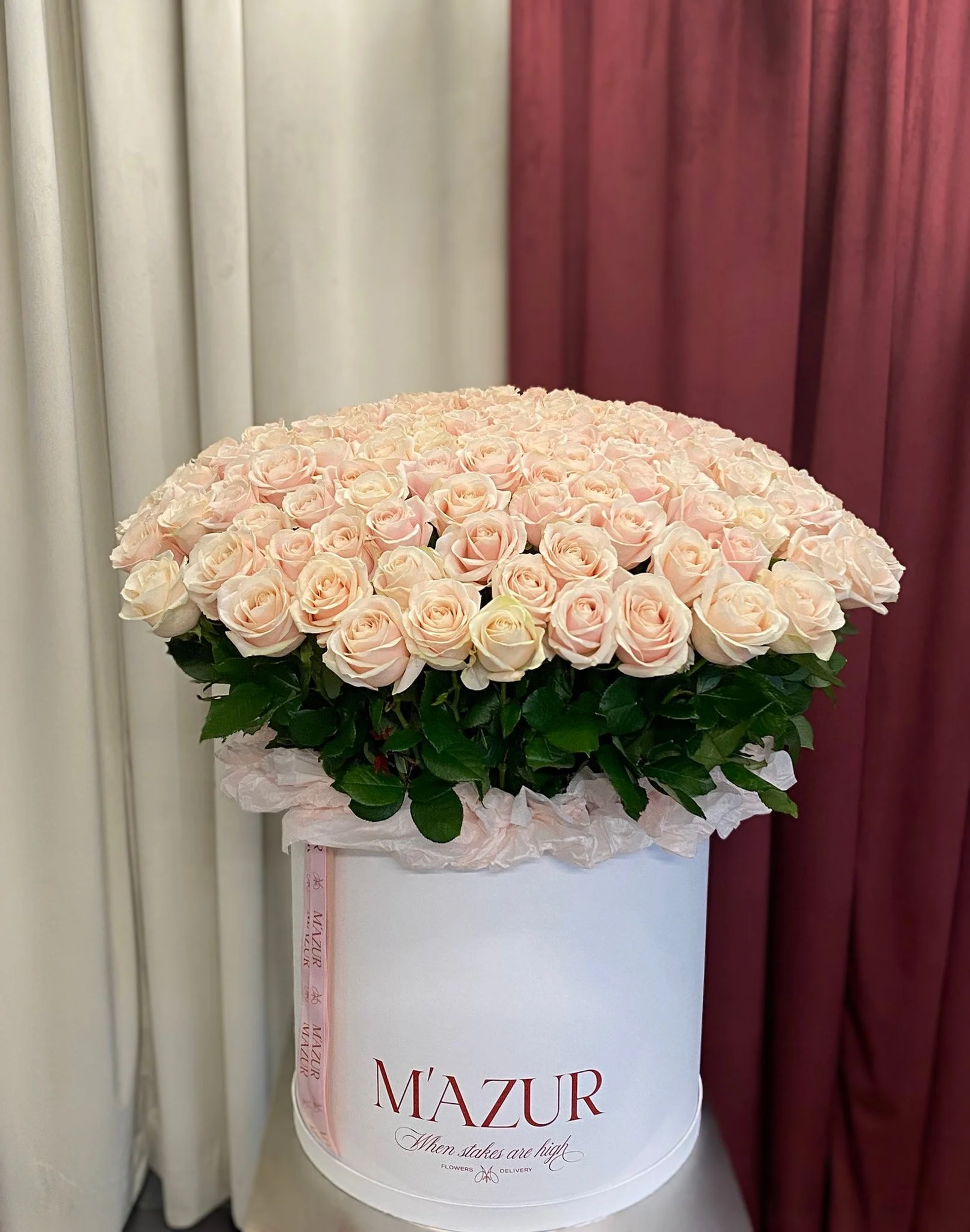 200 Pink Avalanche roses in a 70-cm box