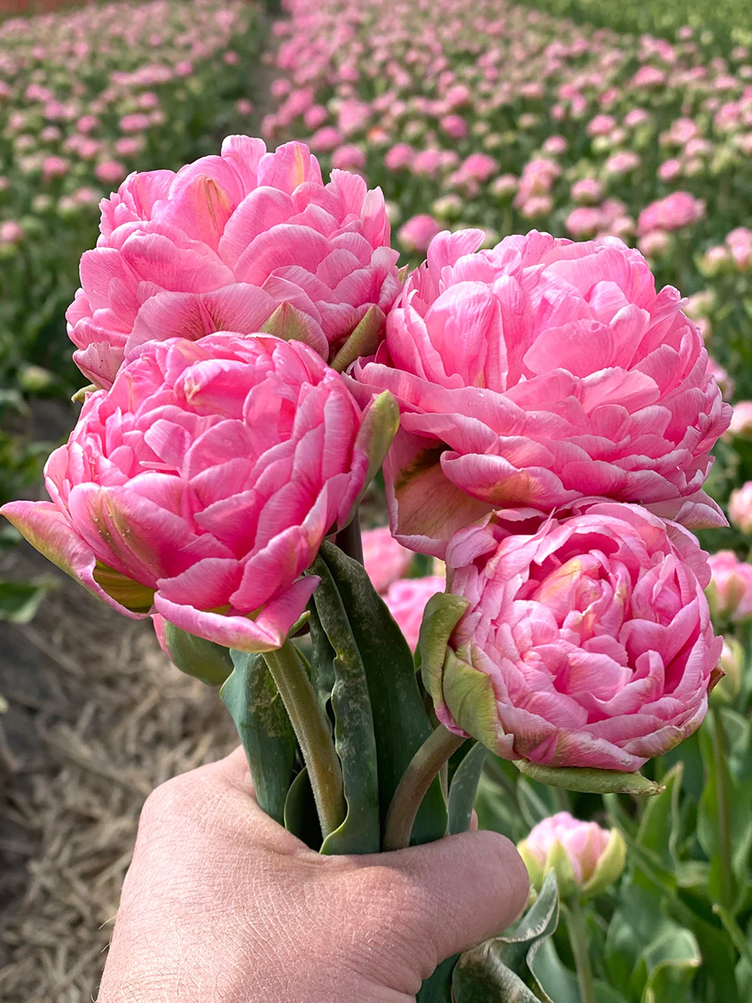 Копия Tulip_Strawberry_Cream-8.jpg.jpg