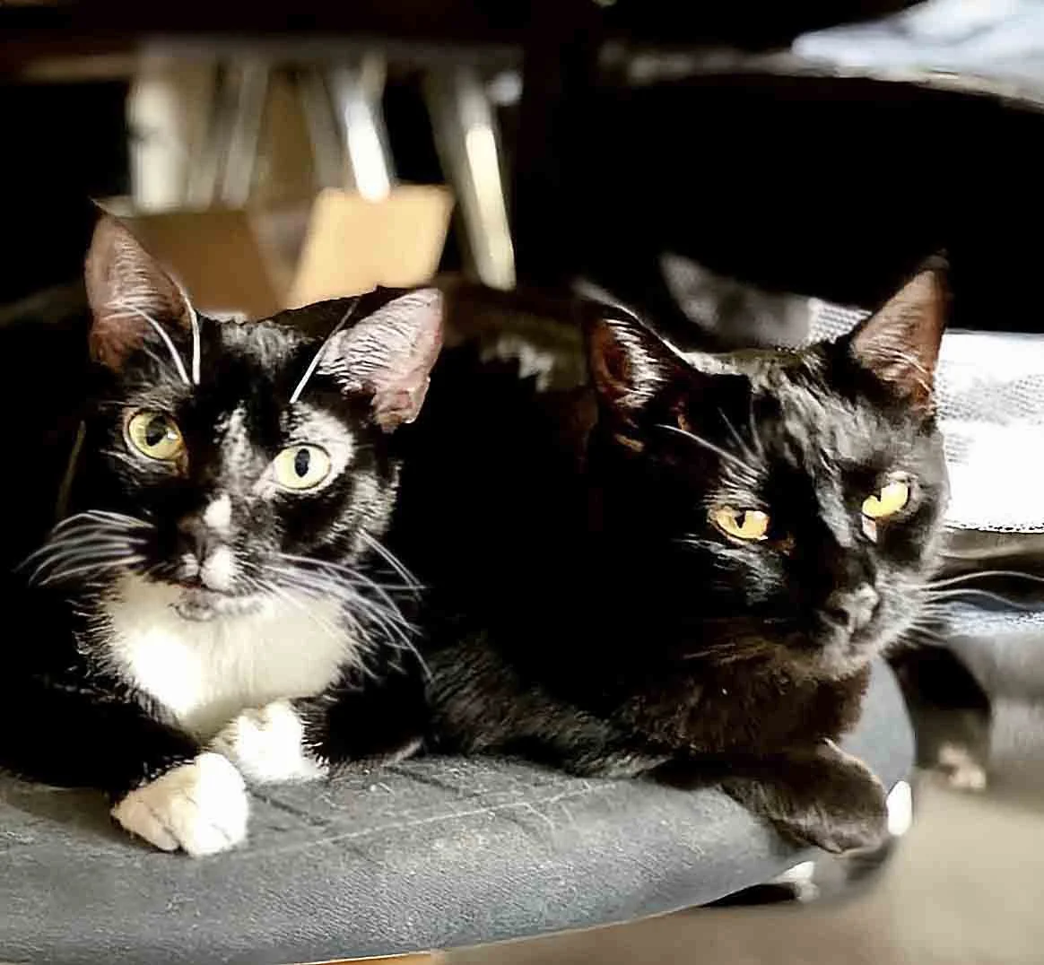 JON SNOW’S & LOLA'S SPOOKY DELIGHT