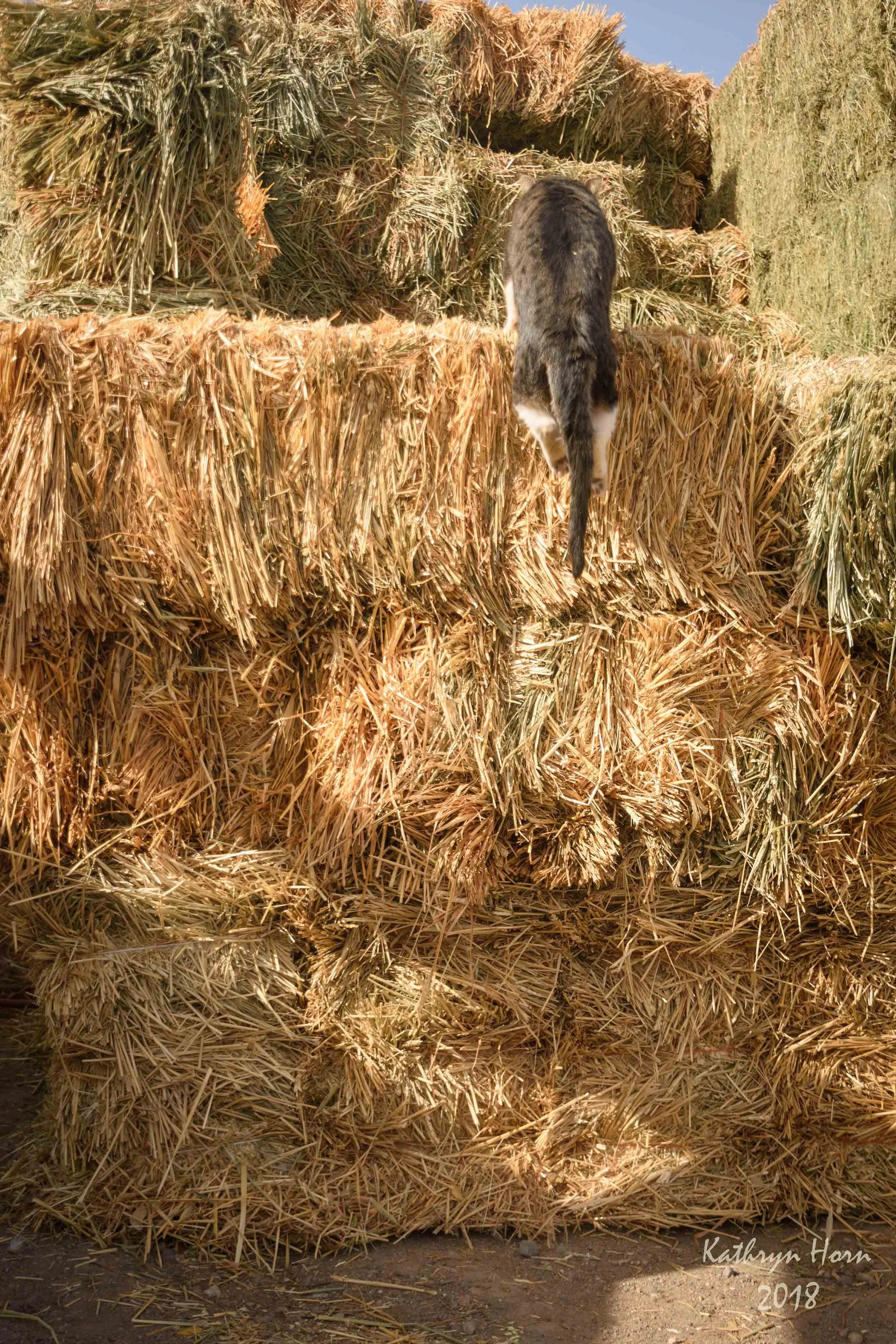 Cat Edwards jumping 103118 2 LR.web.jpg