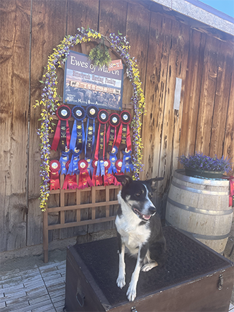 New AHBA Herding Champion "Emily"