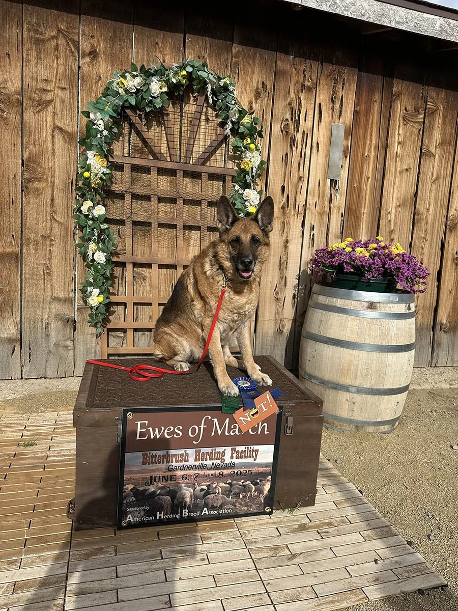"Ewes of June" - Paisley, First HTAD - Melissa Spiker, Owner/Handler