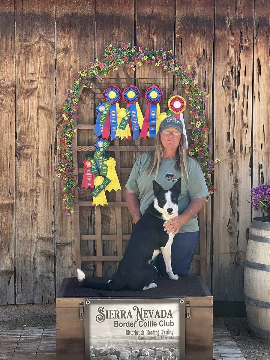 "Sierra Nevada Border Collie Club" - Zip, owned and handled by Lisa Edwards,
High In Trial D - sheep AM & PM Trials,
High In Trial - Goats,
Reserve High In Trial A - Sheep