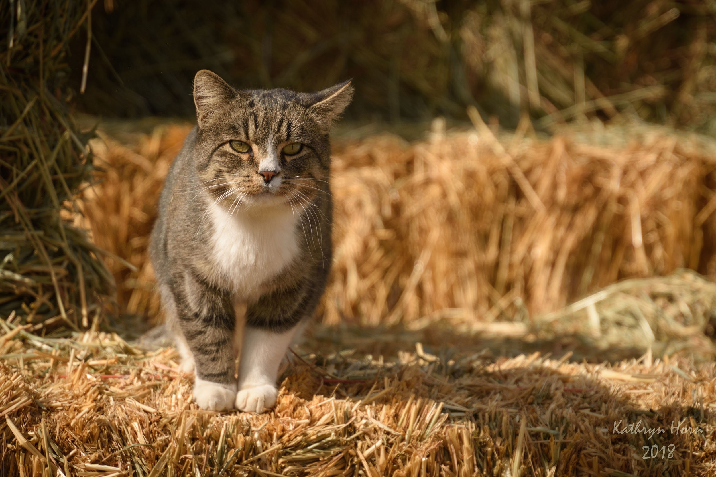 Cat Edwards 103118 1 LR.web.jpg