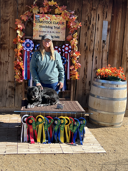 "Comstock trial" 2025, Wrangler 
High combined Aussie, High in trial cattle &
Ducks, High Score WTCH Australian Shepherd 