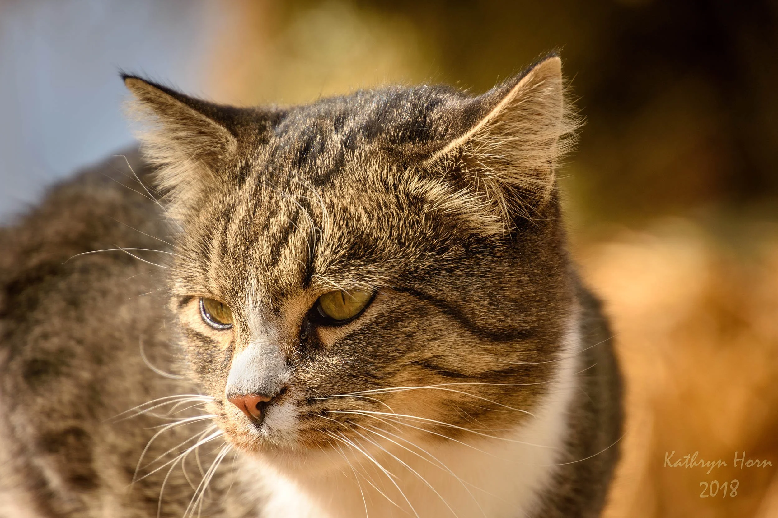 Cat Edwards 103118 5 LR.web.jpg