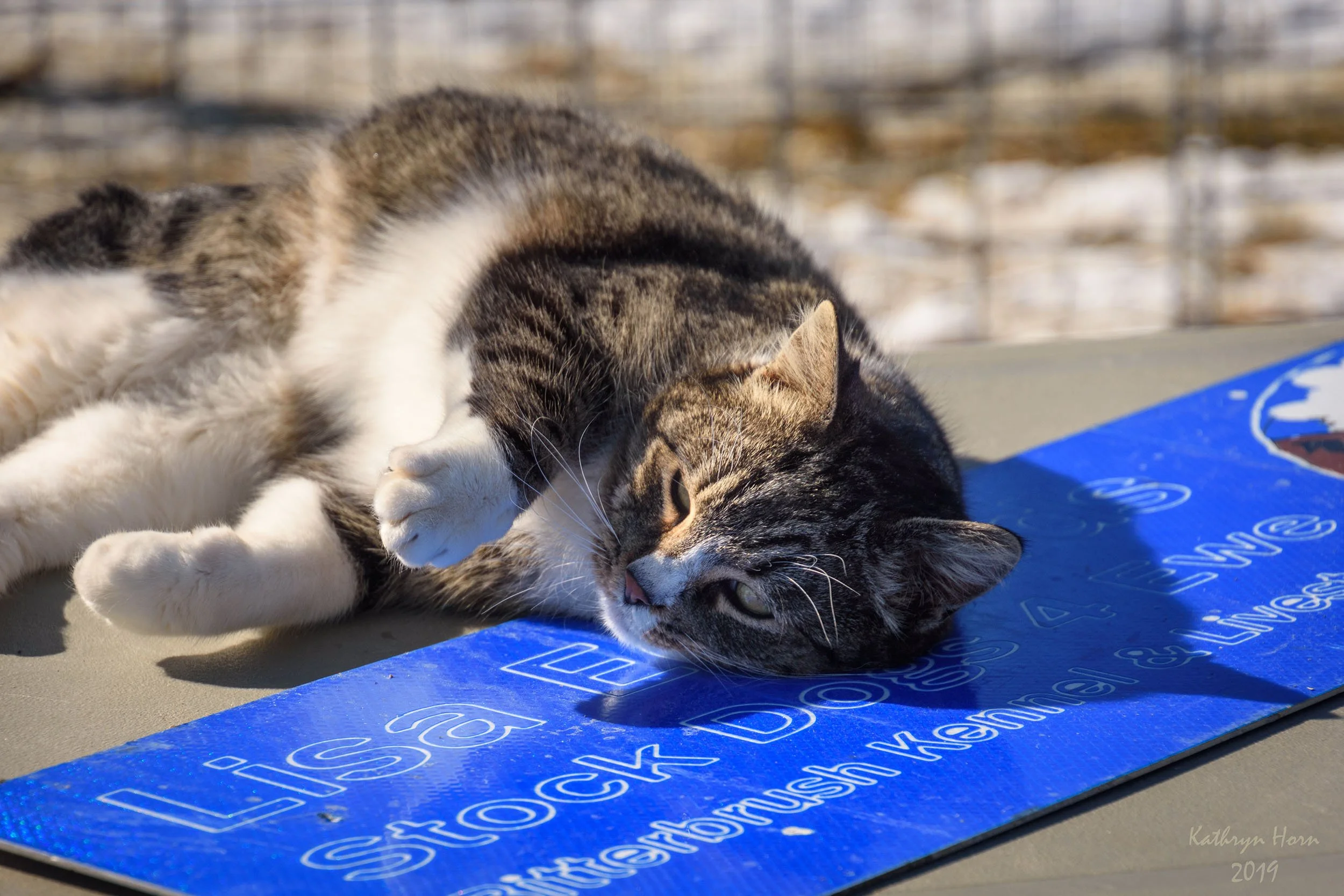 Cat Edwards 022319 3 LR.web.jpg