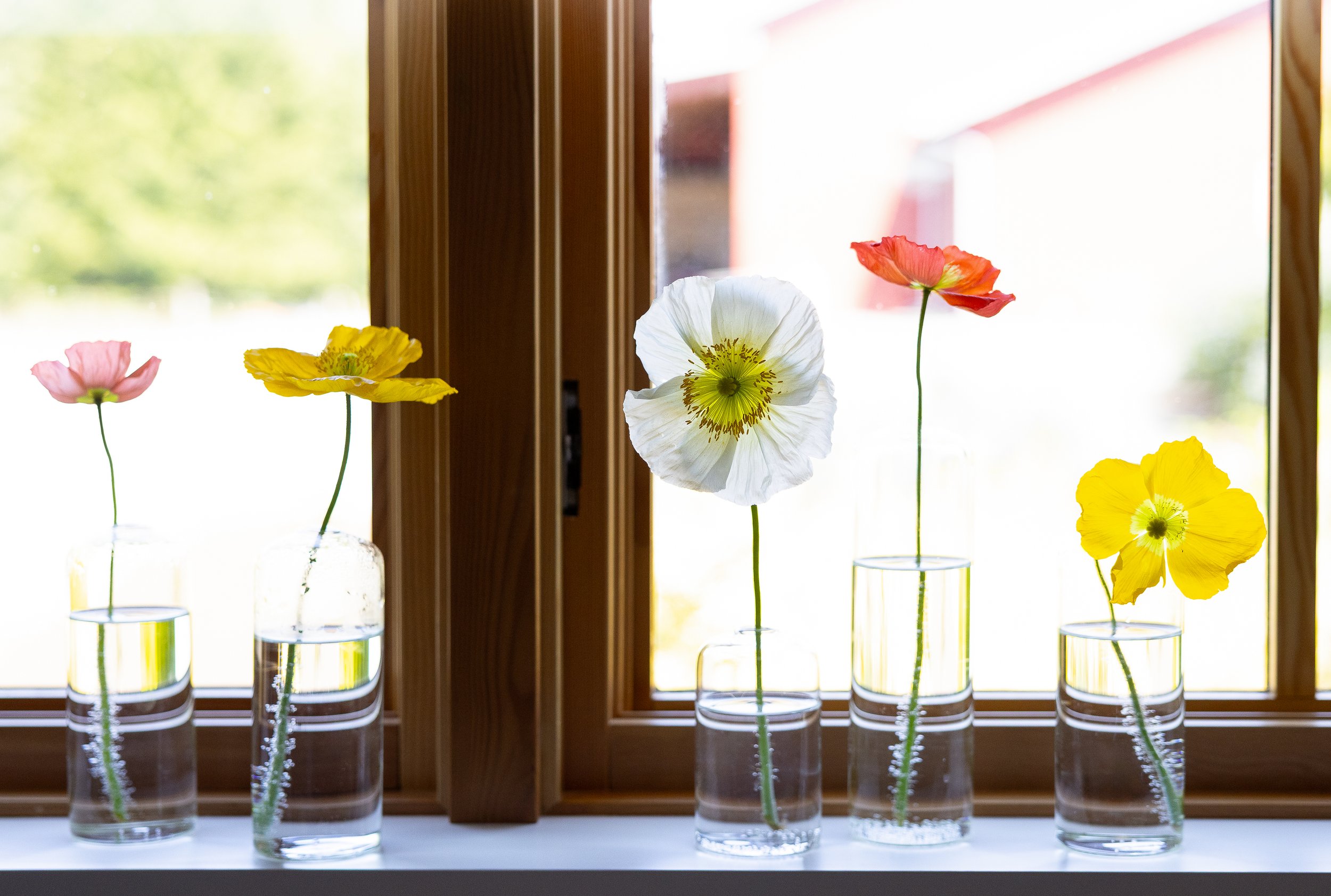 Image of five Icelandic poppies in clear vases on window ledge