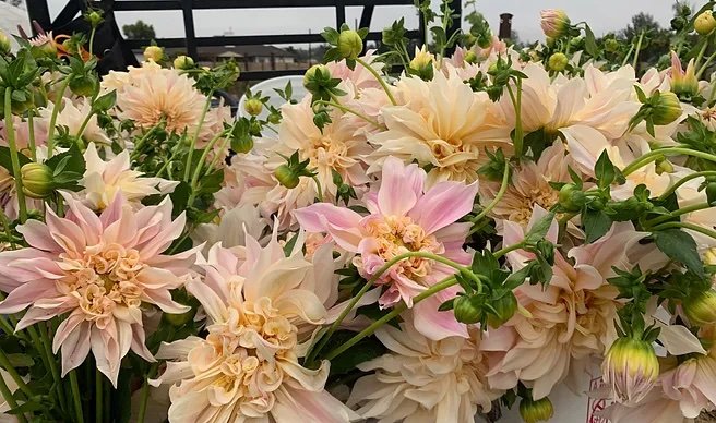 Dahlia Design