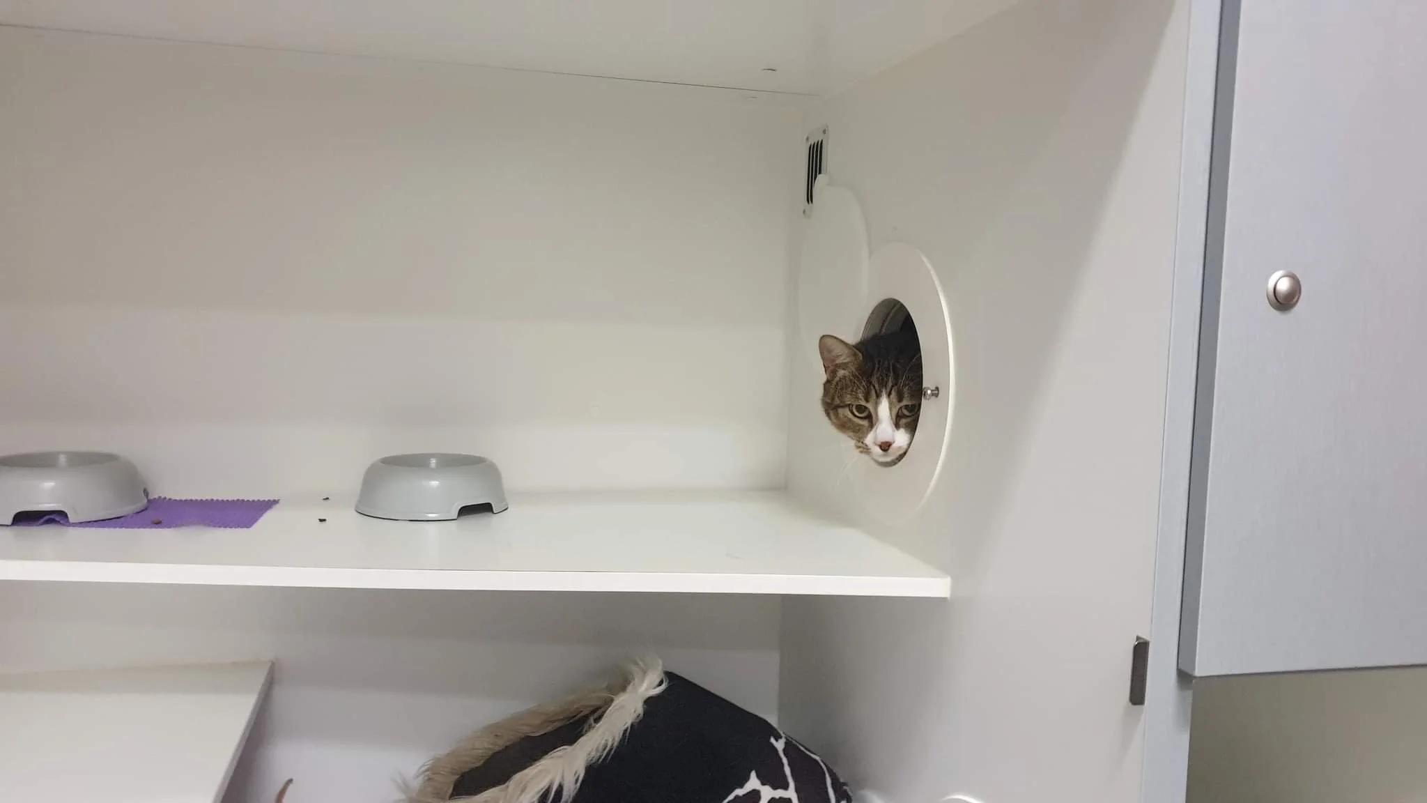 Cat Boarding — Progressive Vet Care