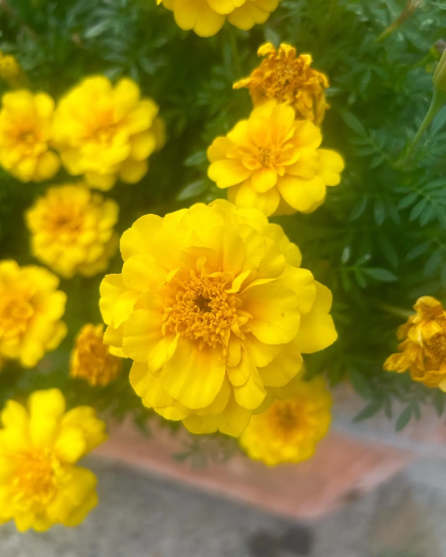 Here to share the joy these beautiful flowers brought me today🤍 Walking in nature can be so therapeutic ✨

#morningwalksarethebest #beinginnature #healing #growth #notgivingup #hikingtrails #morningperson #lovewalks