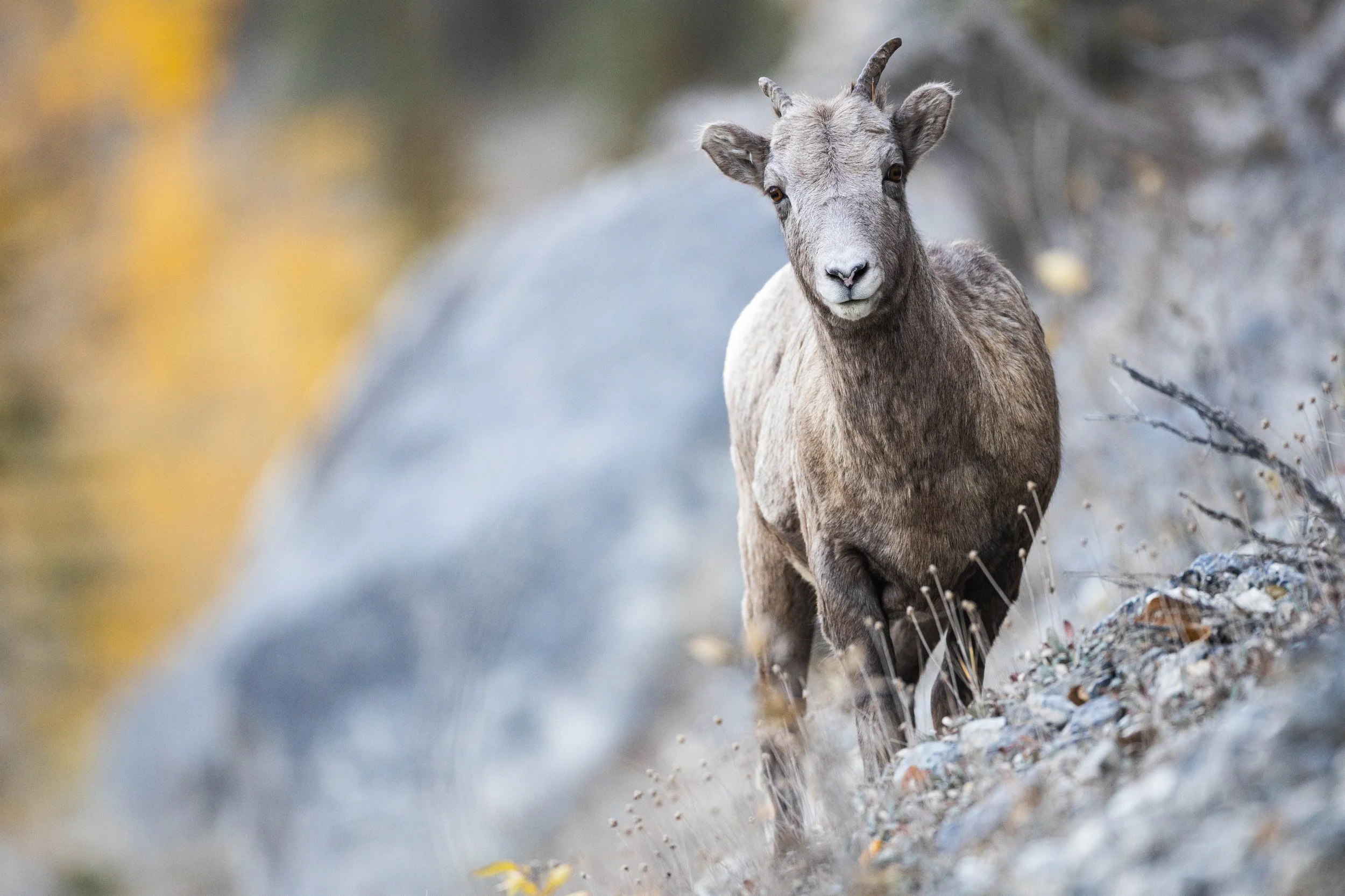 Rocky Mountain Big Horn Sheep ewe