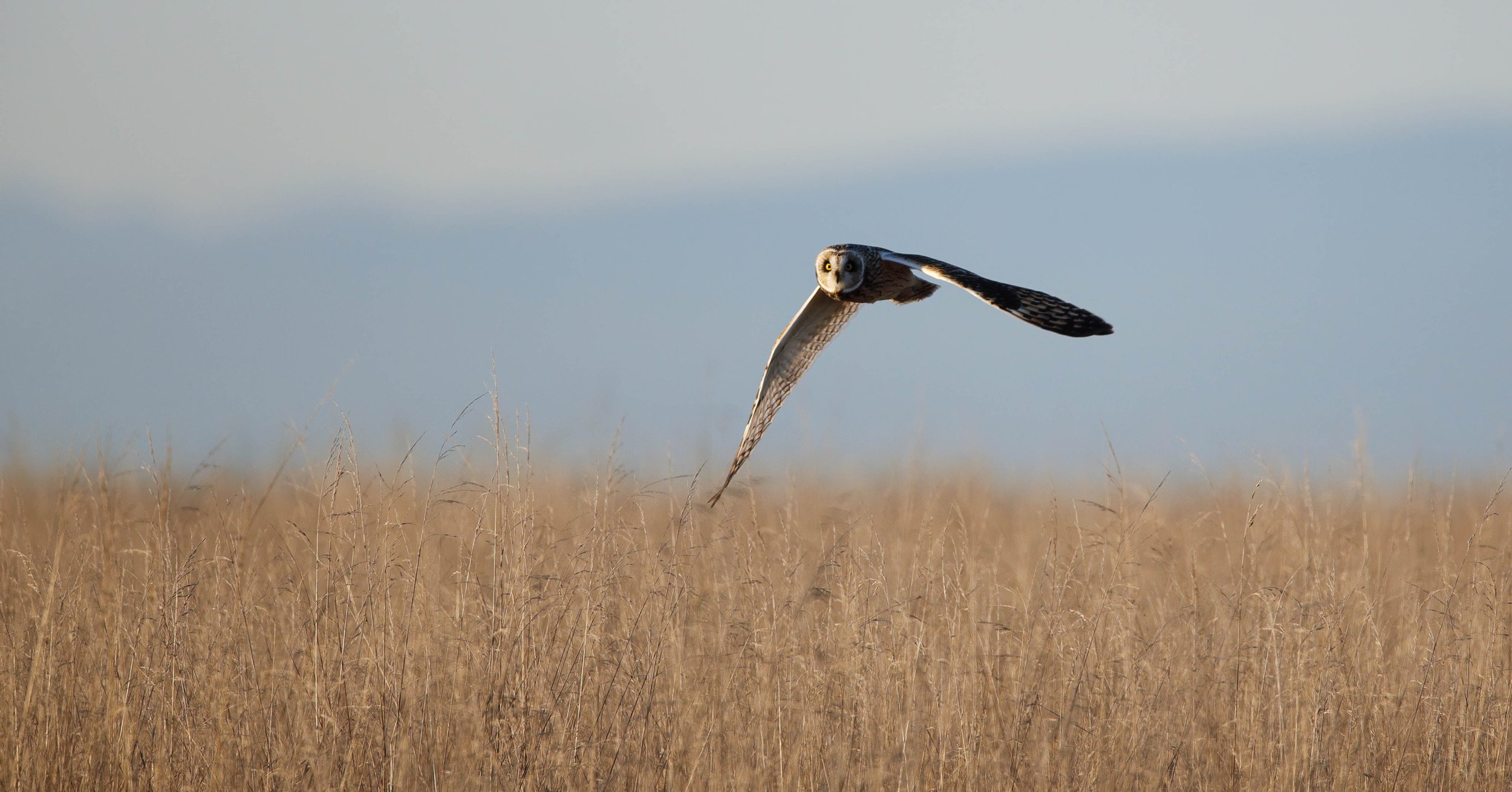 Short Eared Owl in Flight