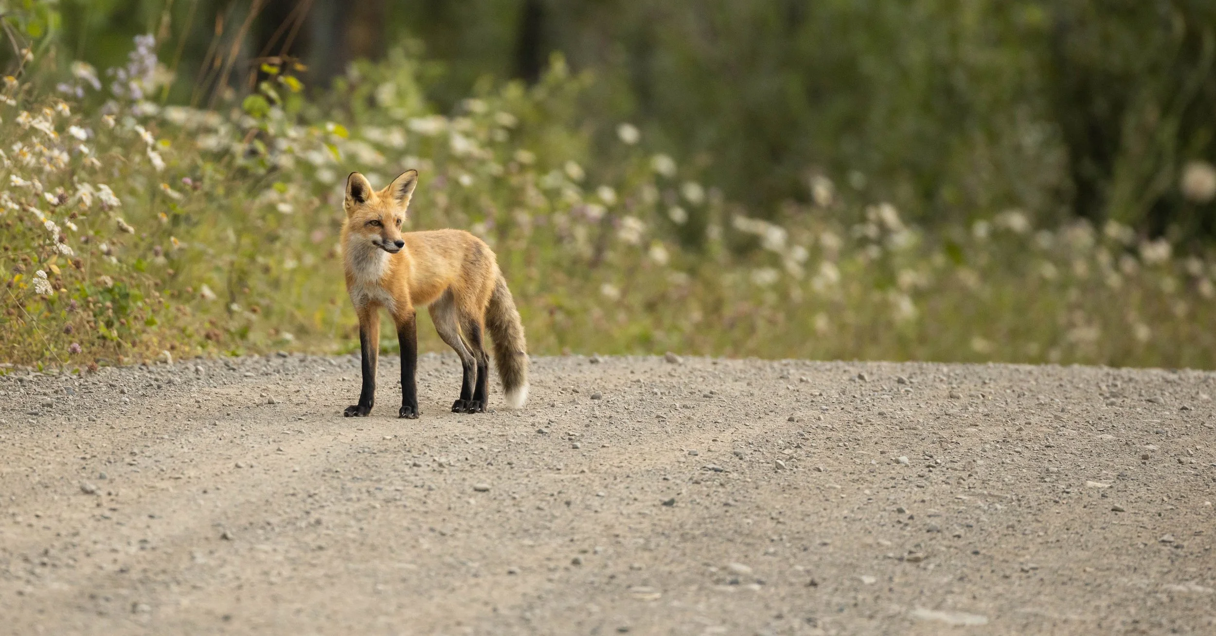 Red Fox on gravel road