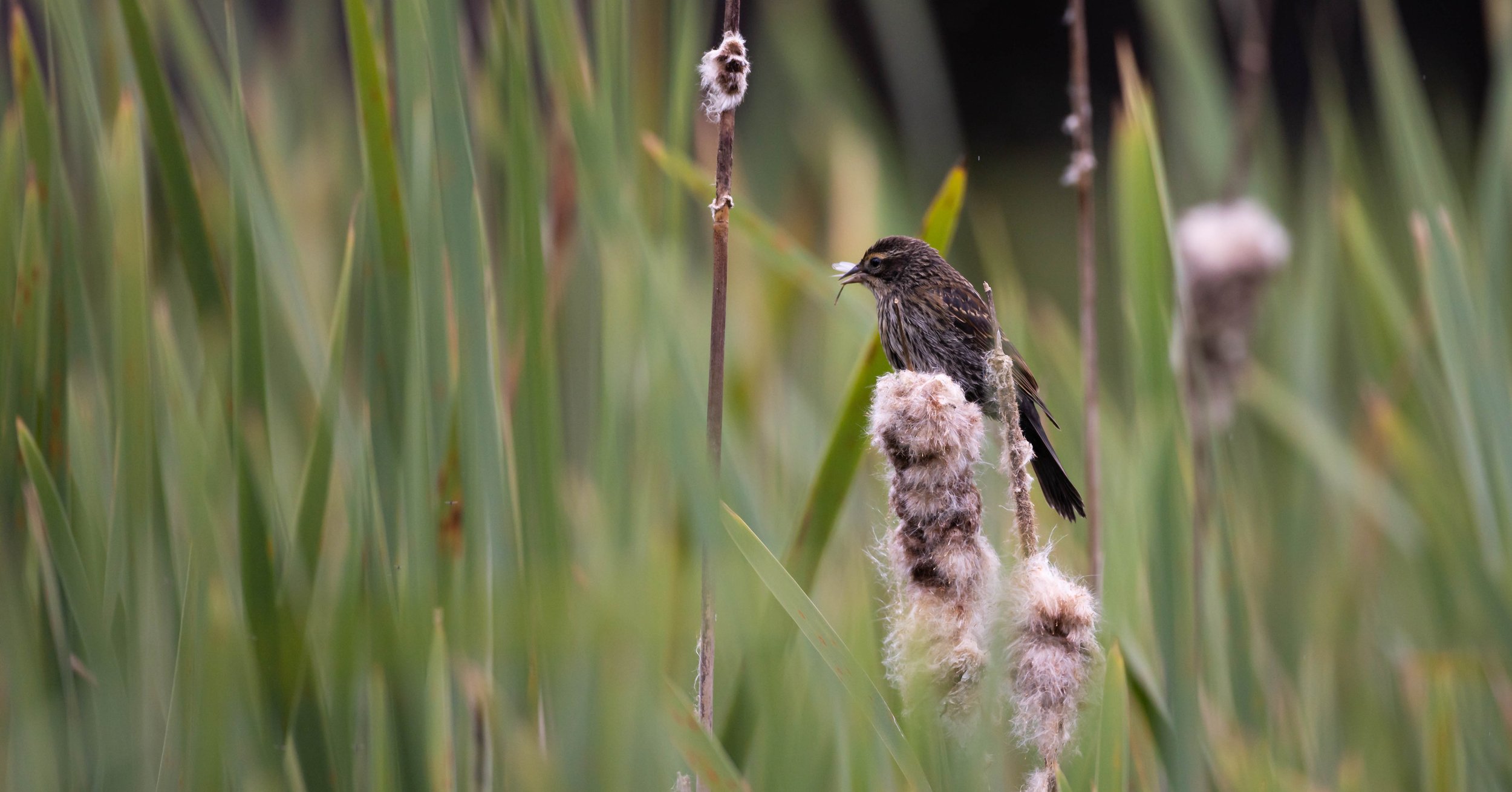 Female Red Shouldered Blackbird with dinner