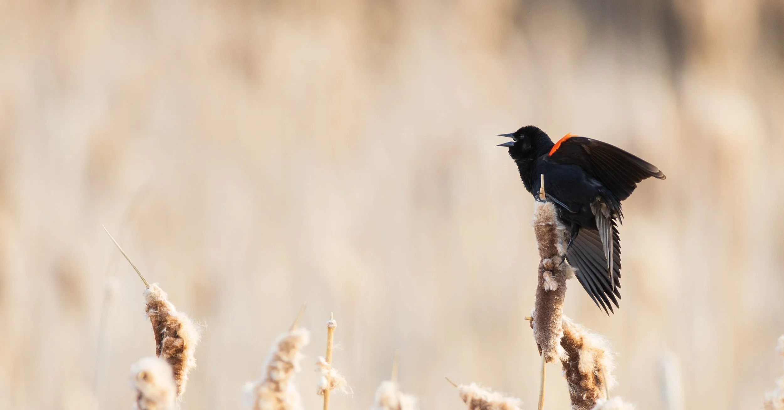 Male Red Winged Black Bird.