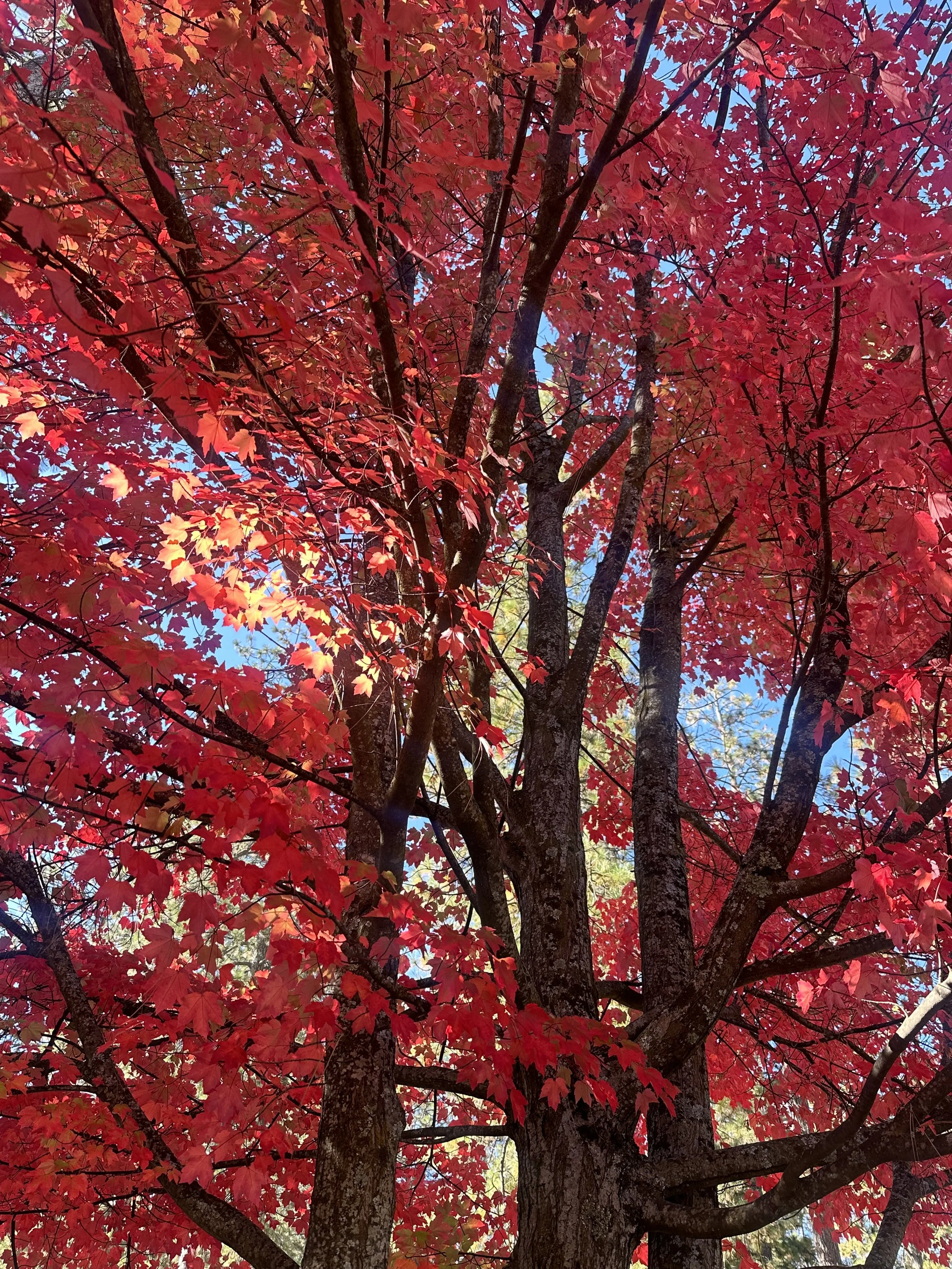 IMG_4798.jpeg