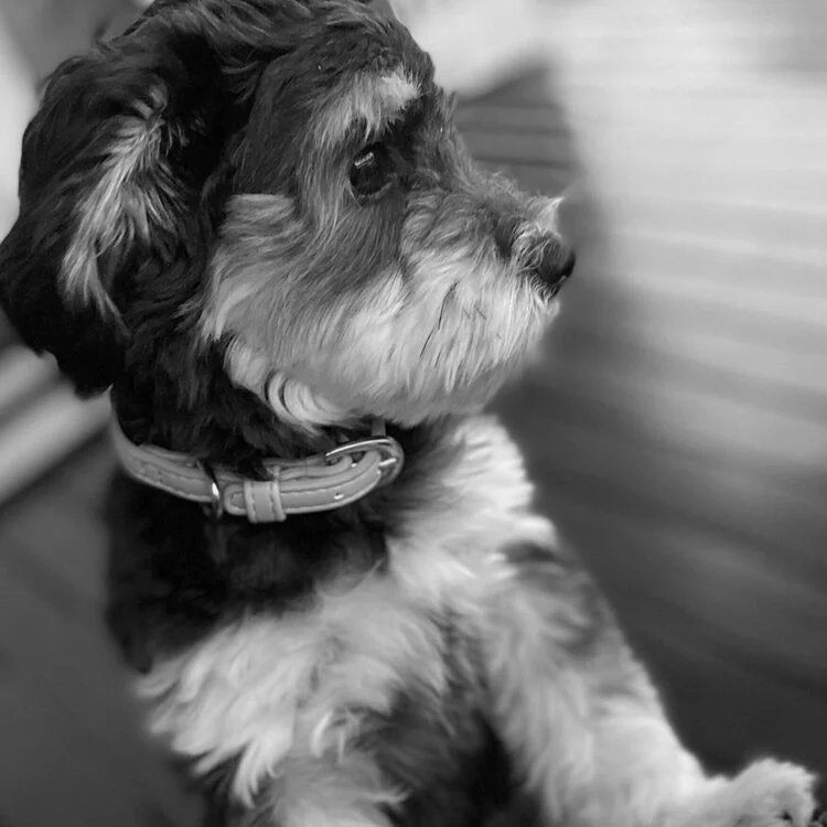 Black and white photo of a small puppy with floppy ears looking to the right, sitting on a wooden surface with a blurred background.