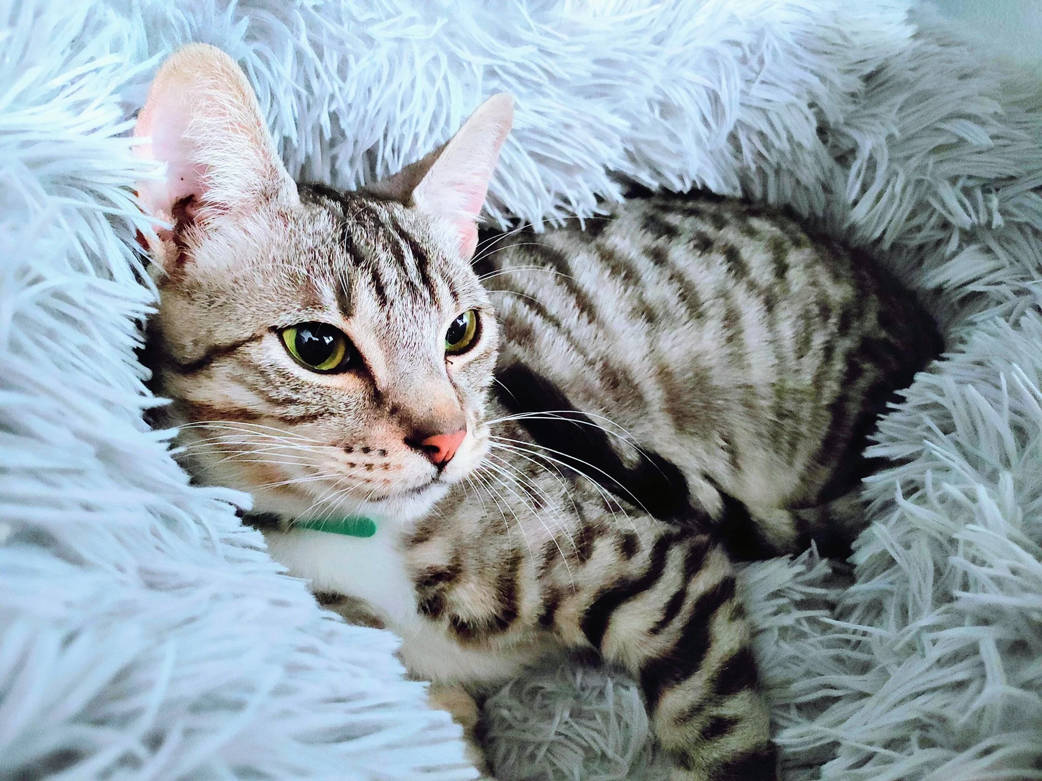 About 1 — The Cat Sanctuary Australia