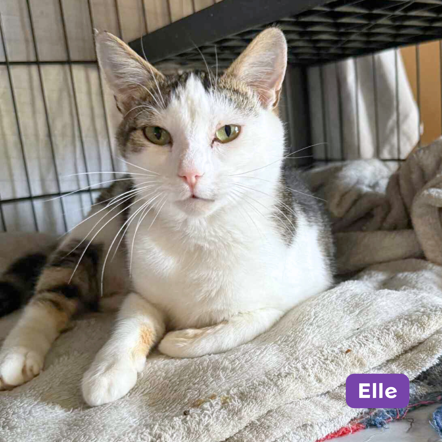 The Cat Sanctuary Australia