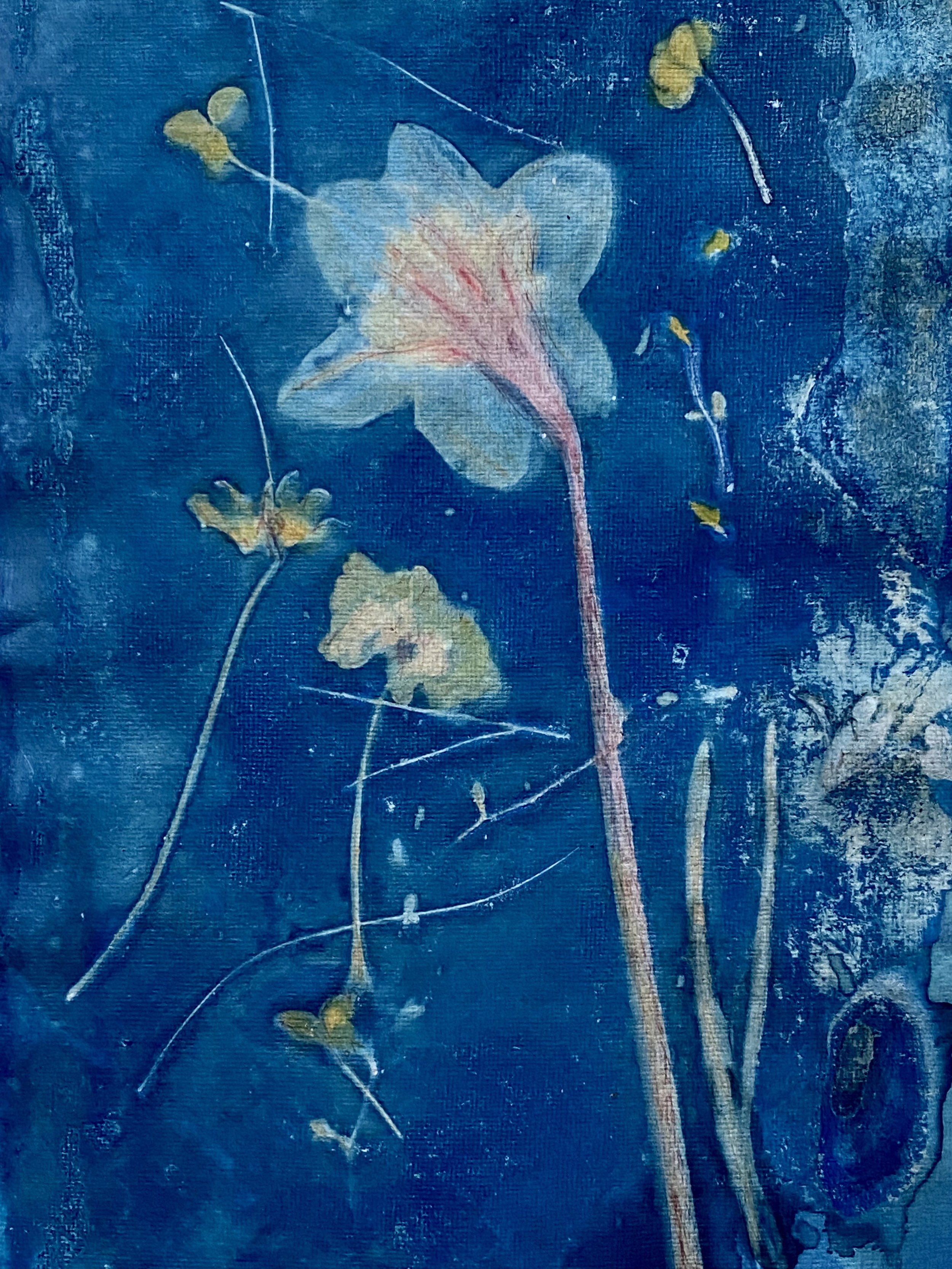 wet cyanotype dafodil