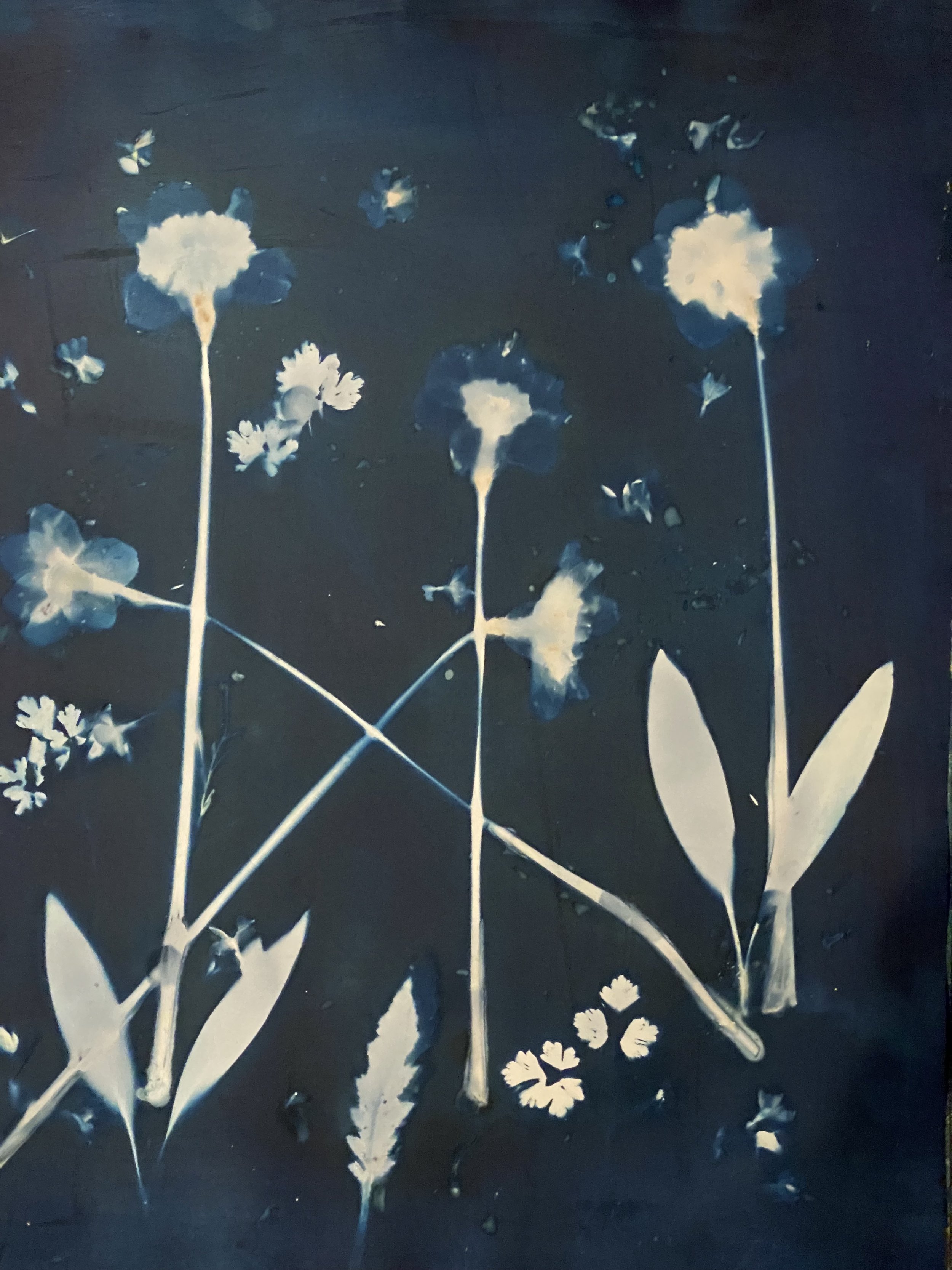 cyanotype dafolills