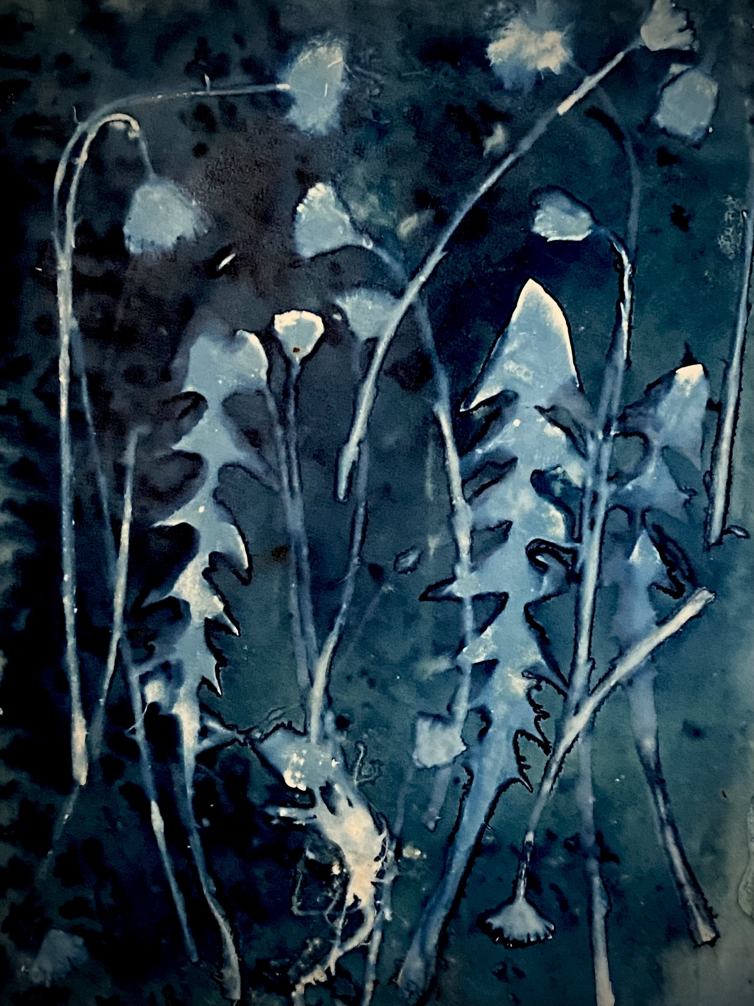 cyanotype dandylion