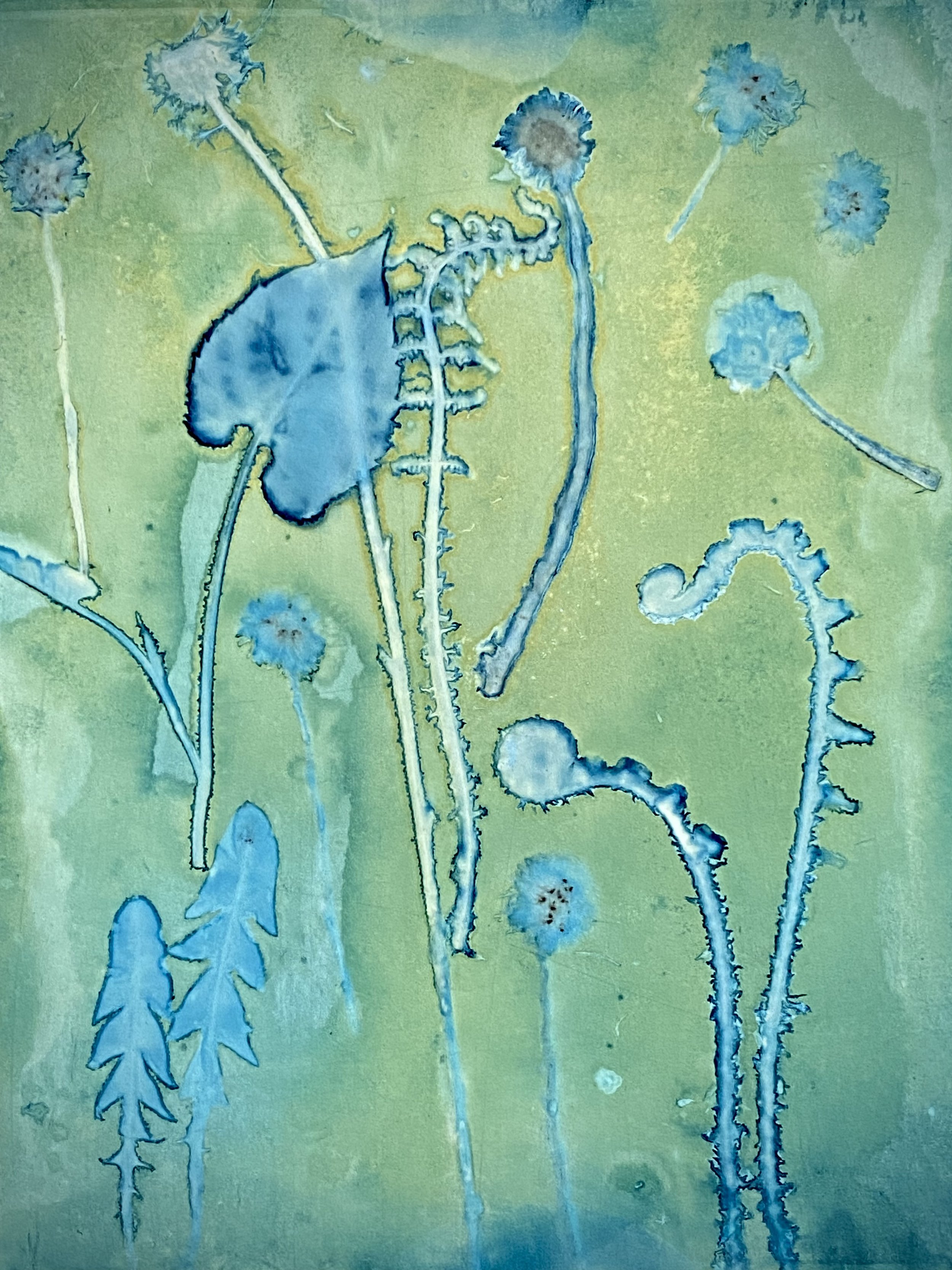wet cyanotype fernS