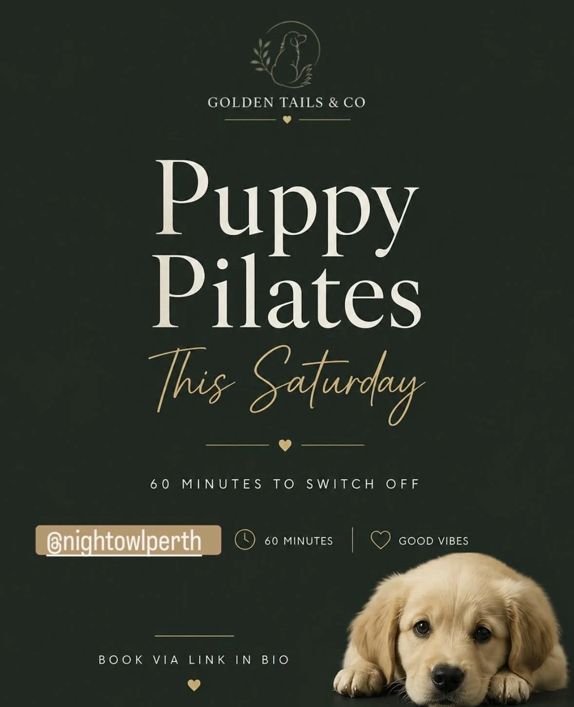 Puppy Pilates with Golden Tails &amp; Co