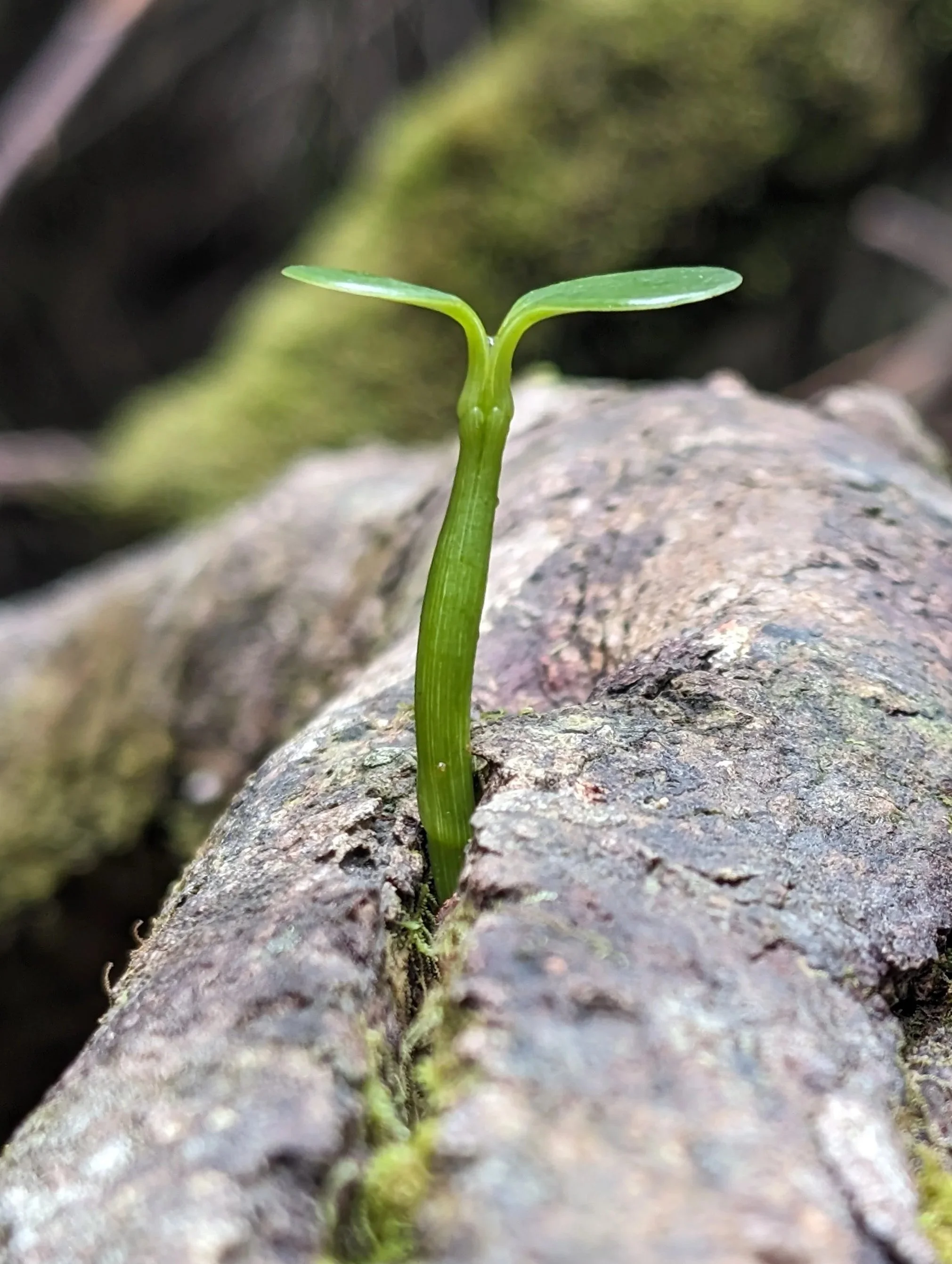 The Seed - Dein Frühlingserwachen Workshop