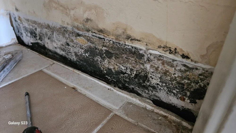 Visible growth behind the removed closet baseboard in Hallandale Beach
