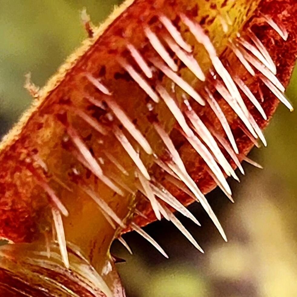 The lid bristles on this little lowii are absurd for such a small pitcher, this is one of the characteristics that made me fall in love with the species and get so excited seeing new pitchers displaying them like this. 

#plants #plantsofinstagram #h