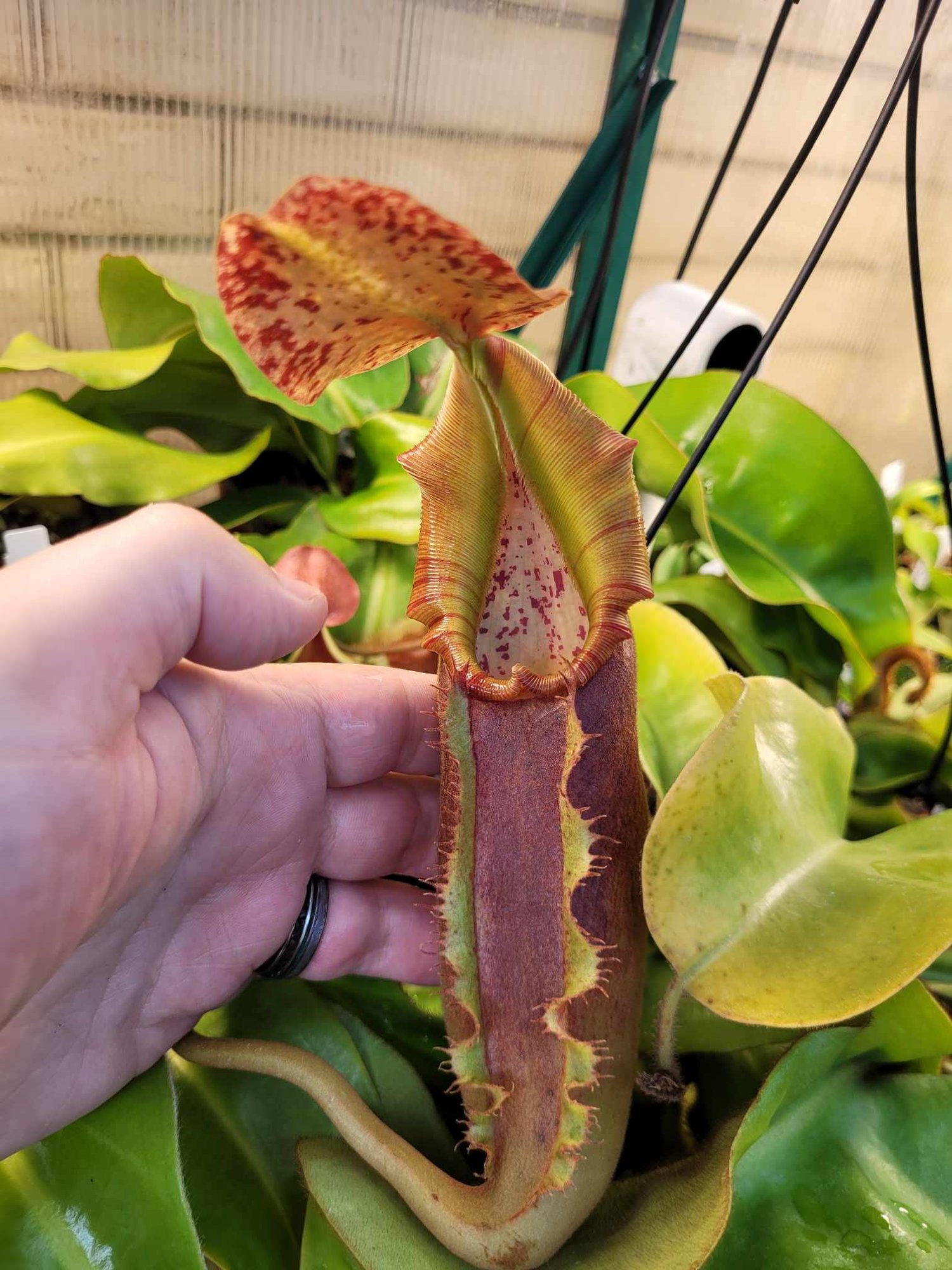 Nepenthes Izumiae x veitchii EP - Female — Eat Me Exotics