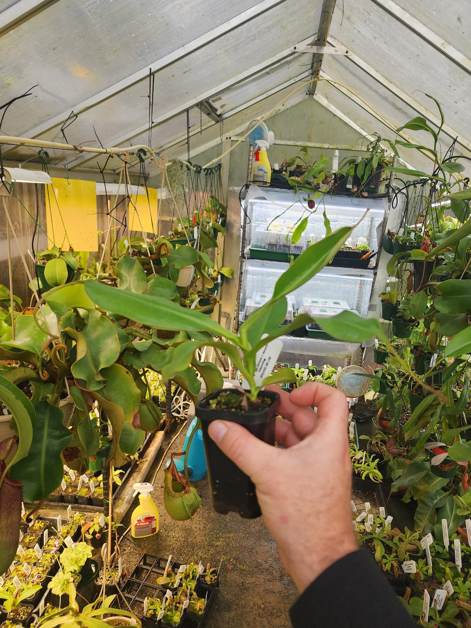 Nepenthes Izumiae x veitchii EP - Female — Eat Me Exotics
