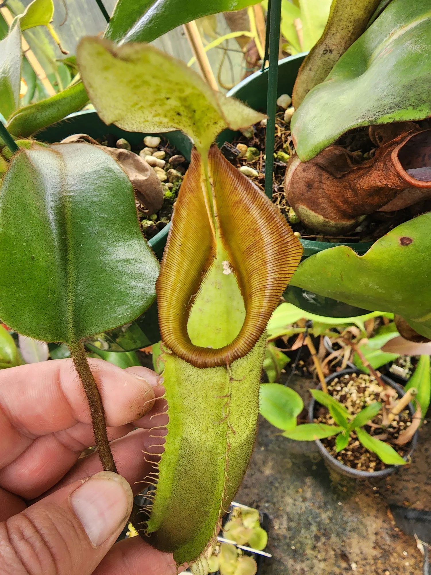 Nepenthes veitchii hose mountain — Eat Me Exotics