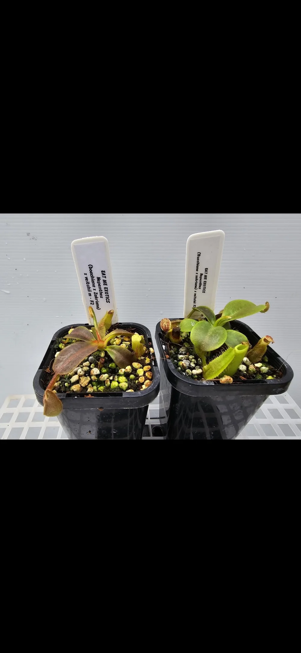 Nepenthes (boschiana x zakriana) x veitchii F2 — Eat Me Exotics