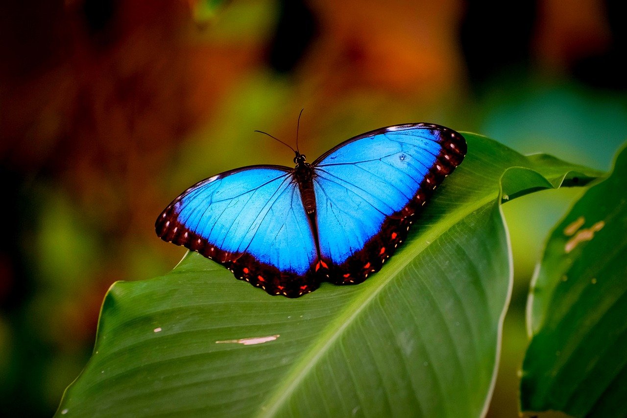 Le morpho (portraits du vivant)