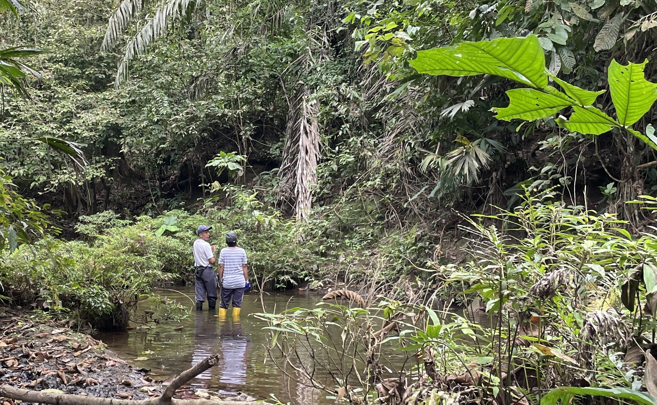 Nouvelles du terrain : biodiversité, patrouilles et plantations dans la forêt de Tenka