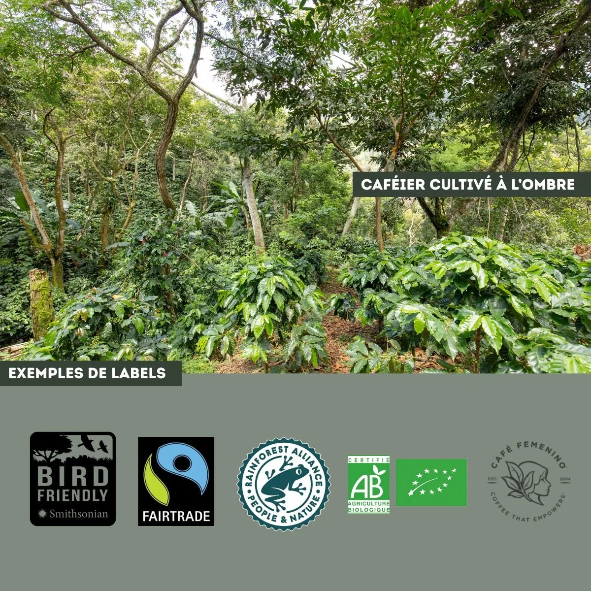 Saviez-vous que votre café peut avoir un impact direct sur les forêts tropicales ?