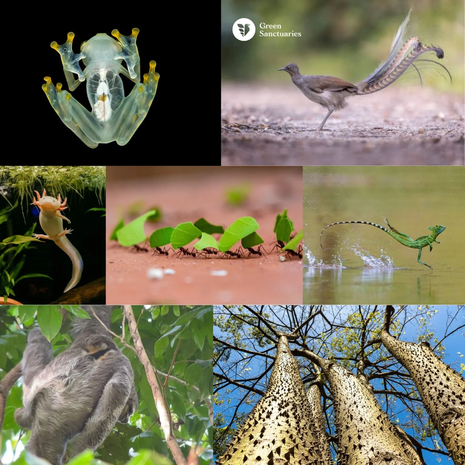 Notre série de l’été : les fun facts de la forêt