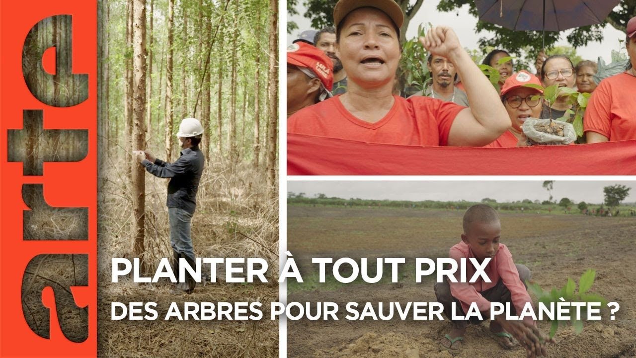 Faut-il planter des arbres pour sauver la planète ?