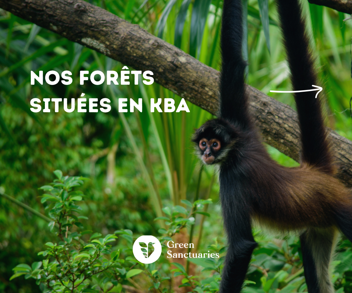 Nous agissons là où l’impact est maximal : les zones clés de biodiversité