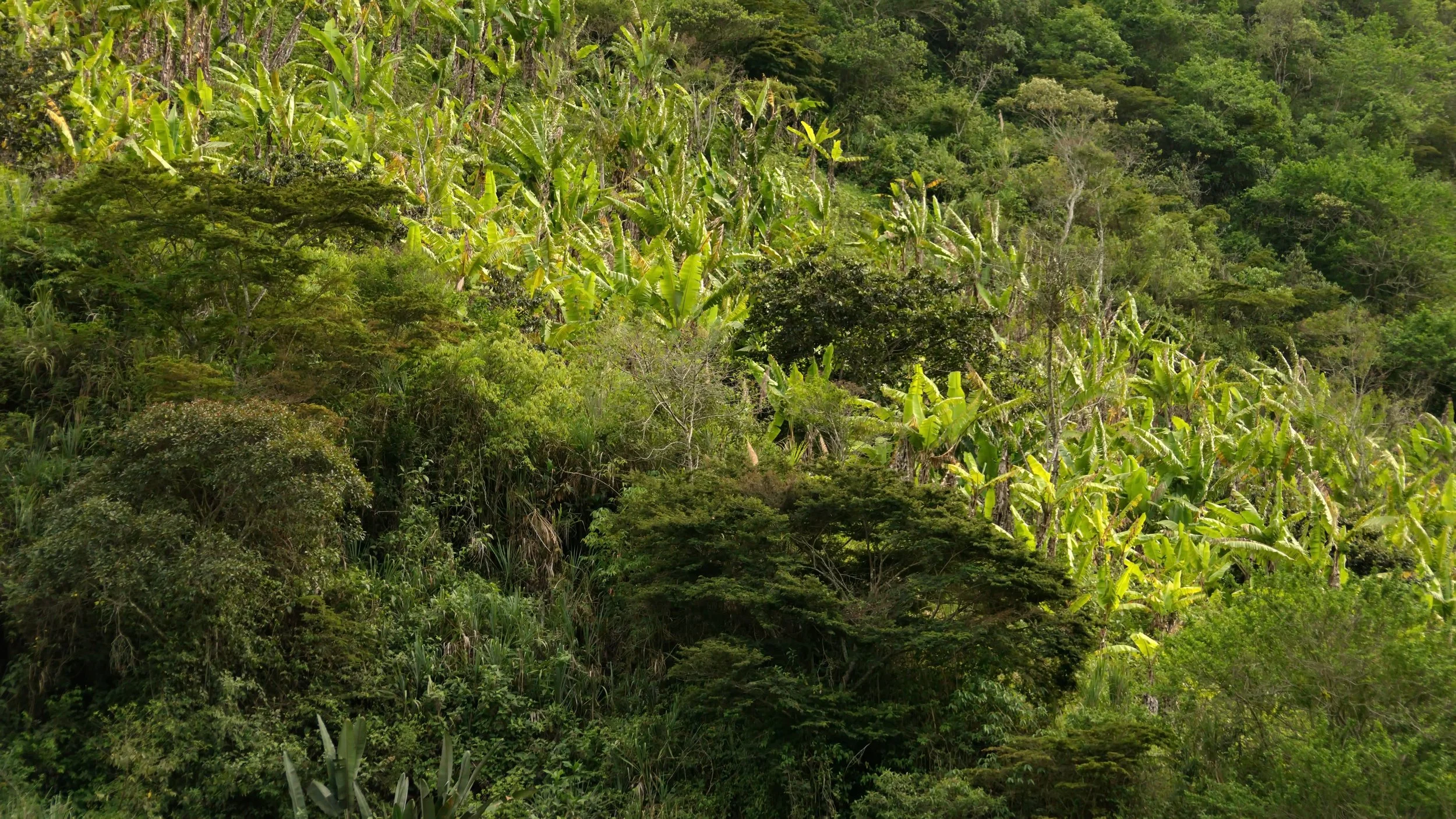 Le bananier, super-héros de la restauration des forêts !
