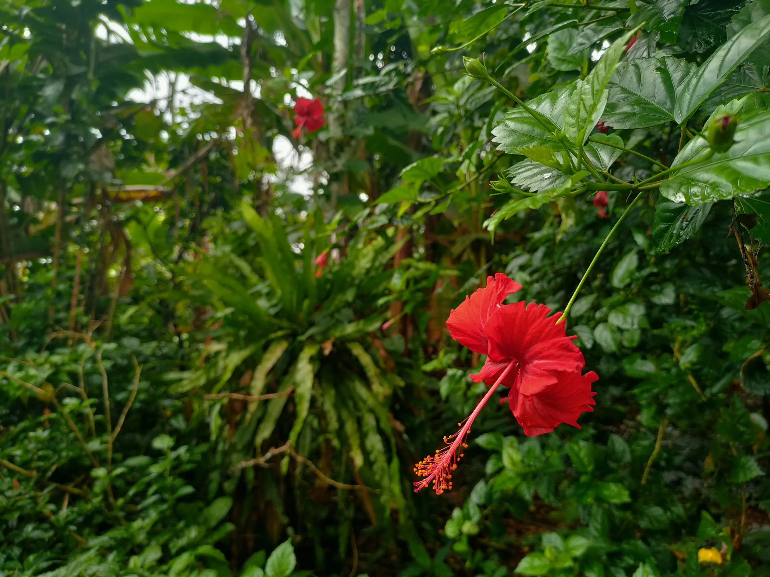 À qui appartient la forêt ? 