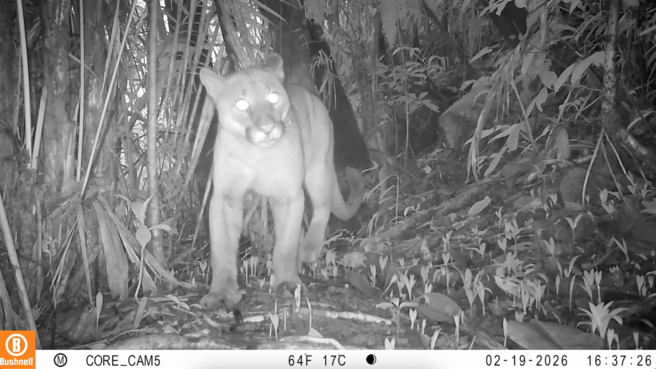 Les animaux du Chocó Andino 