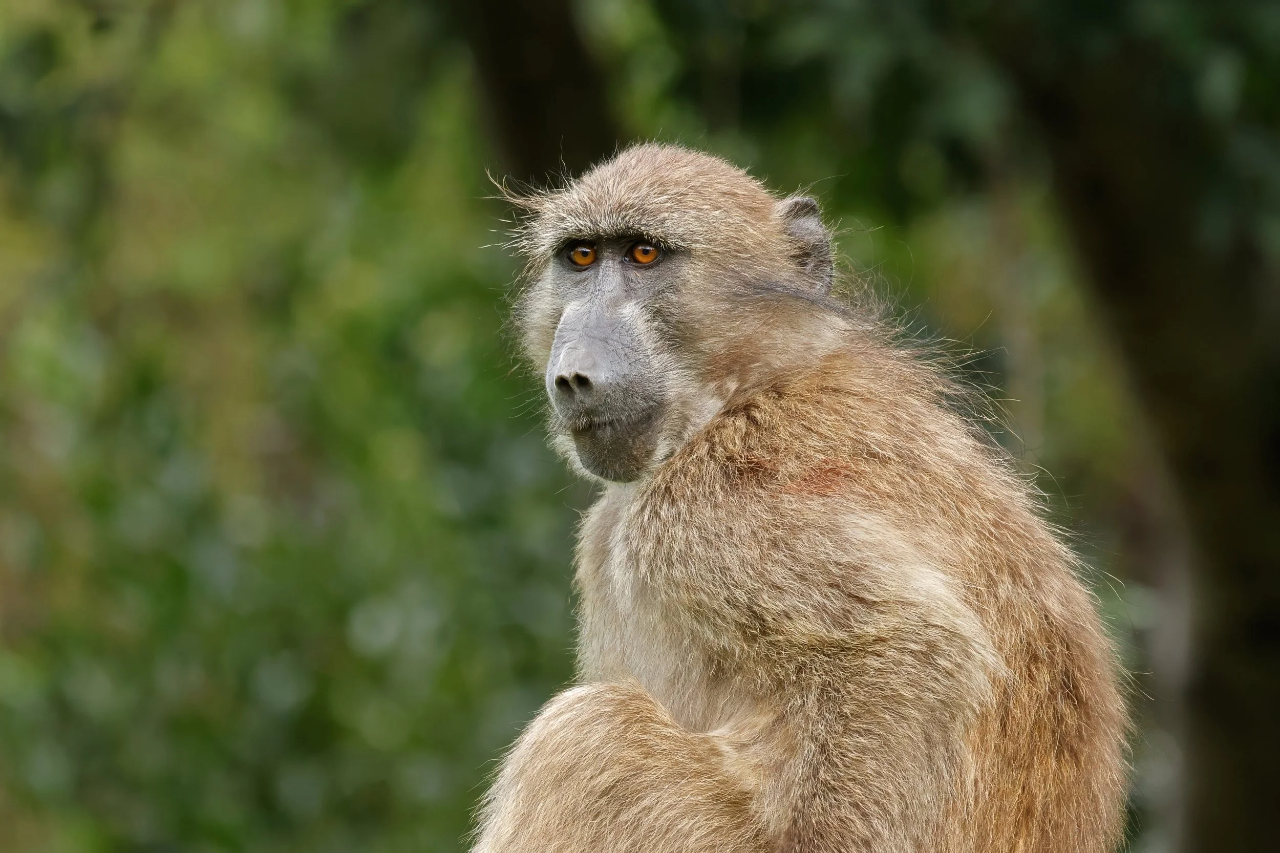 babouin chacma.jpg