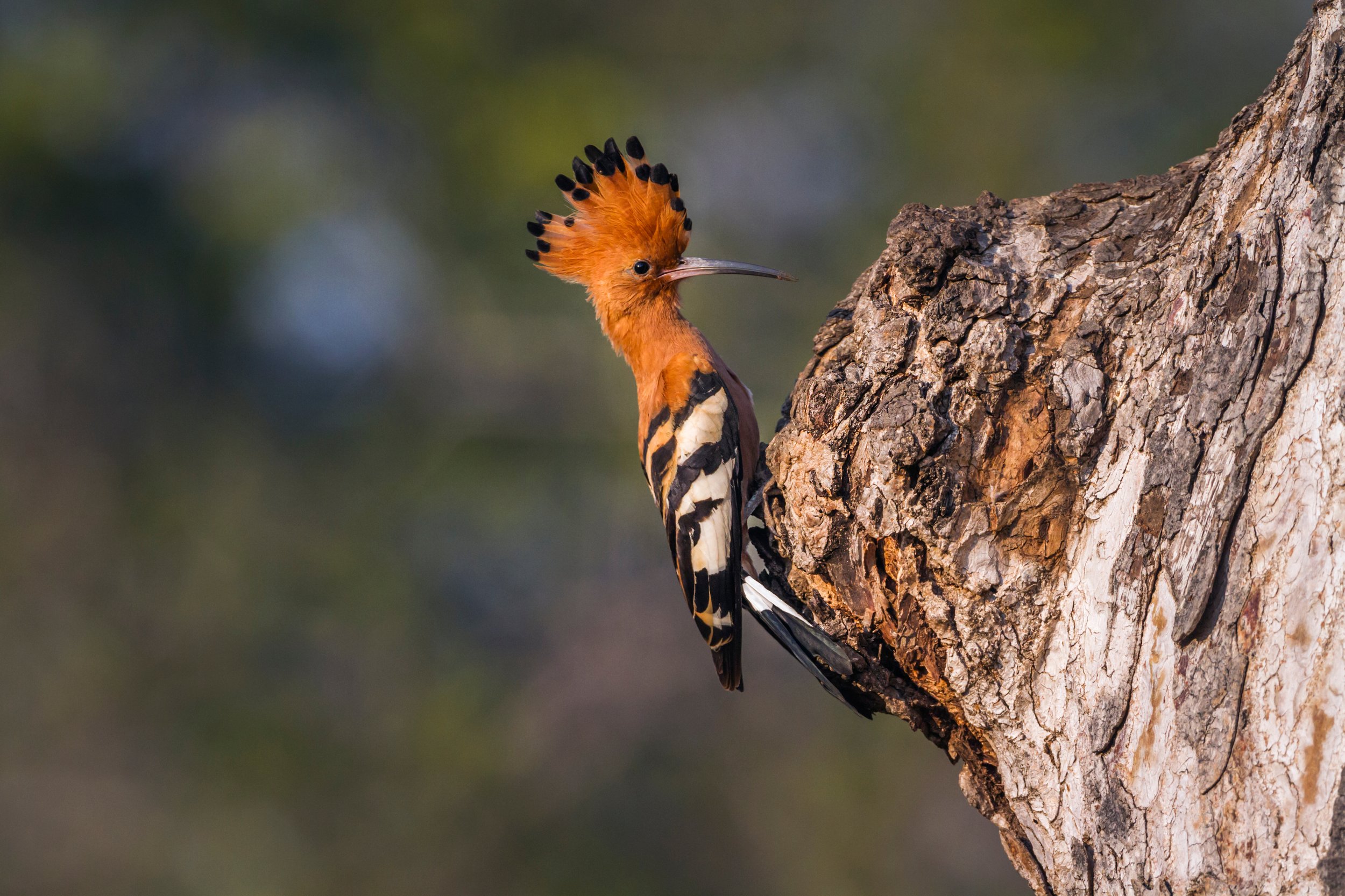 African hoopoe.jpg