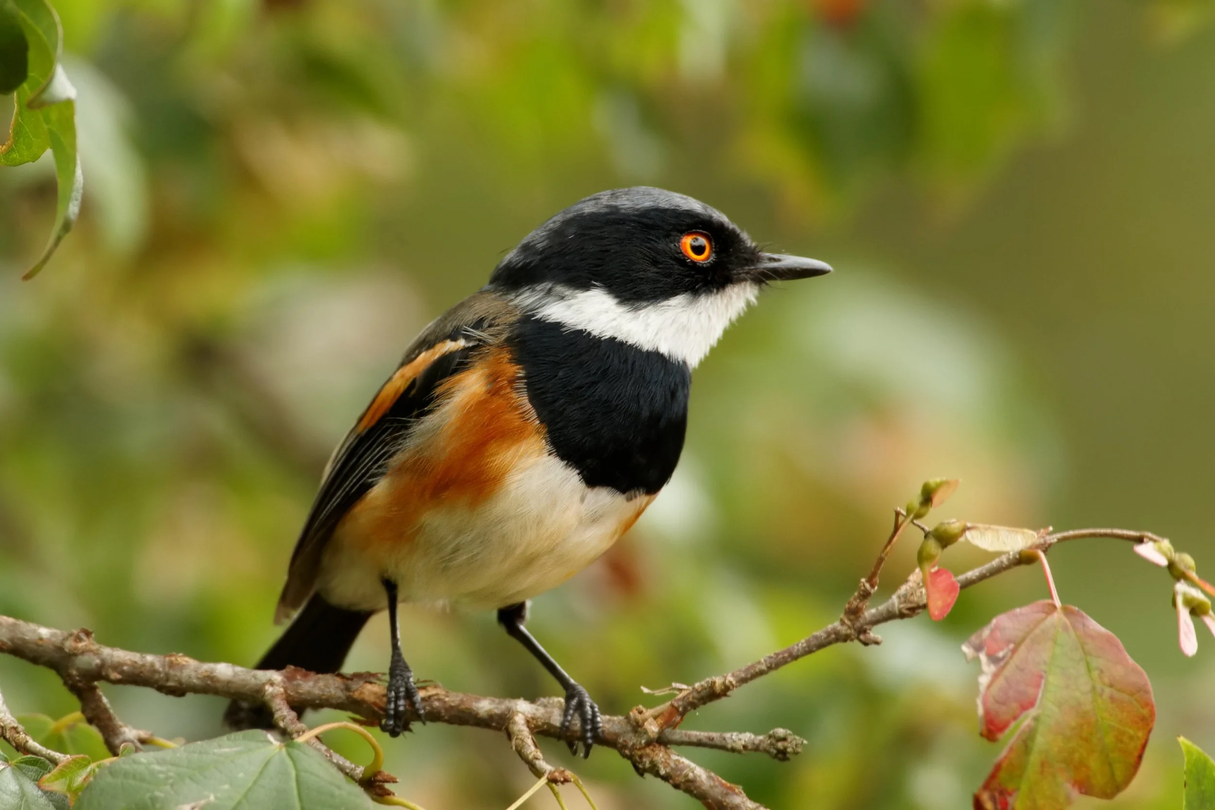 Batis capensis.jpg