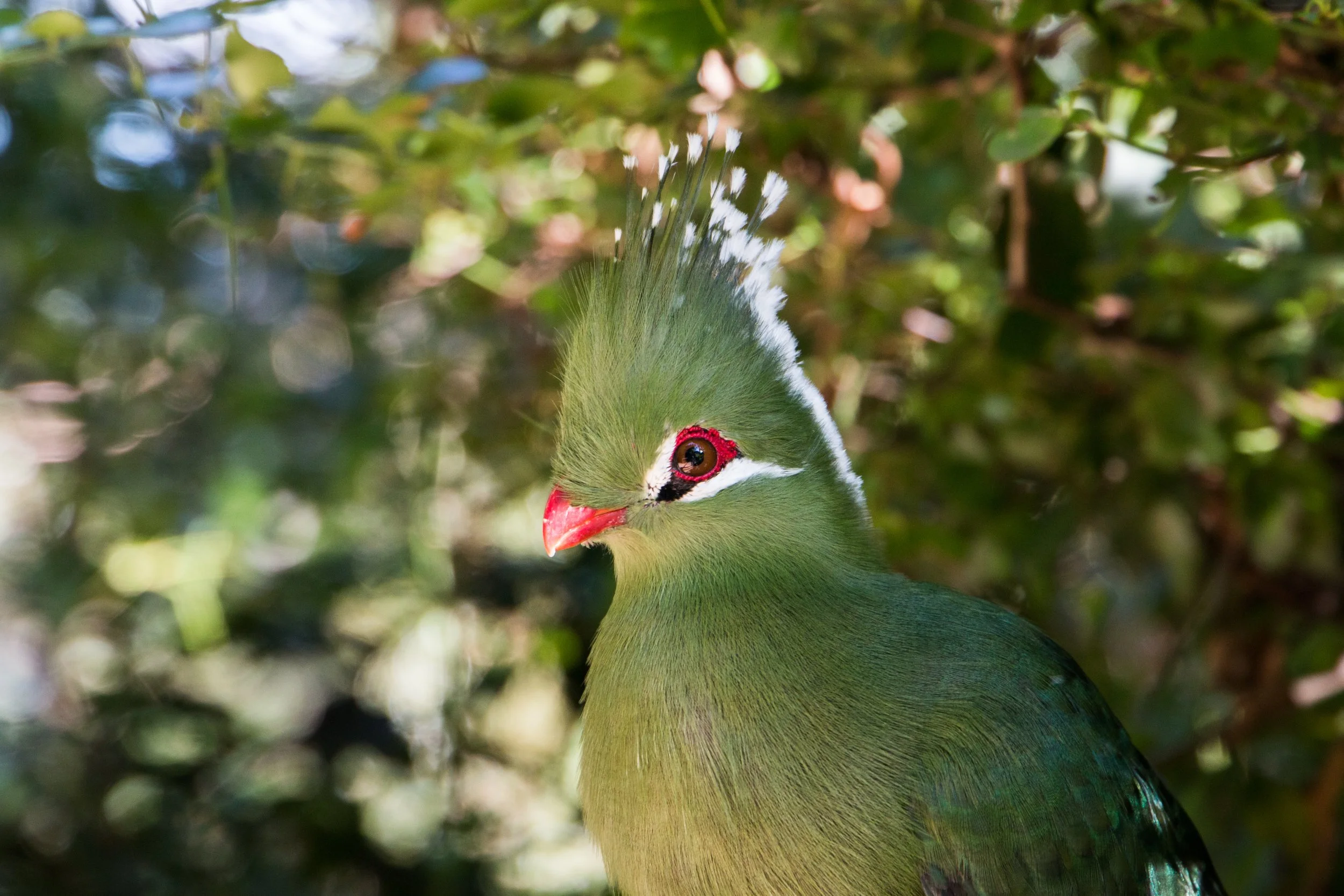 Livingstone turaco.jpg